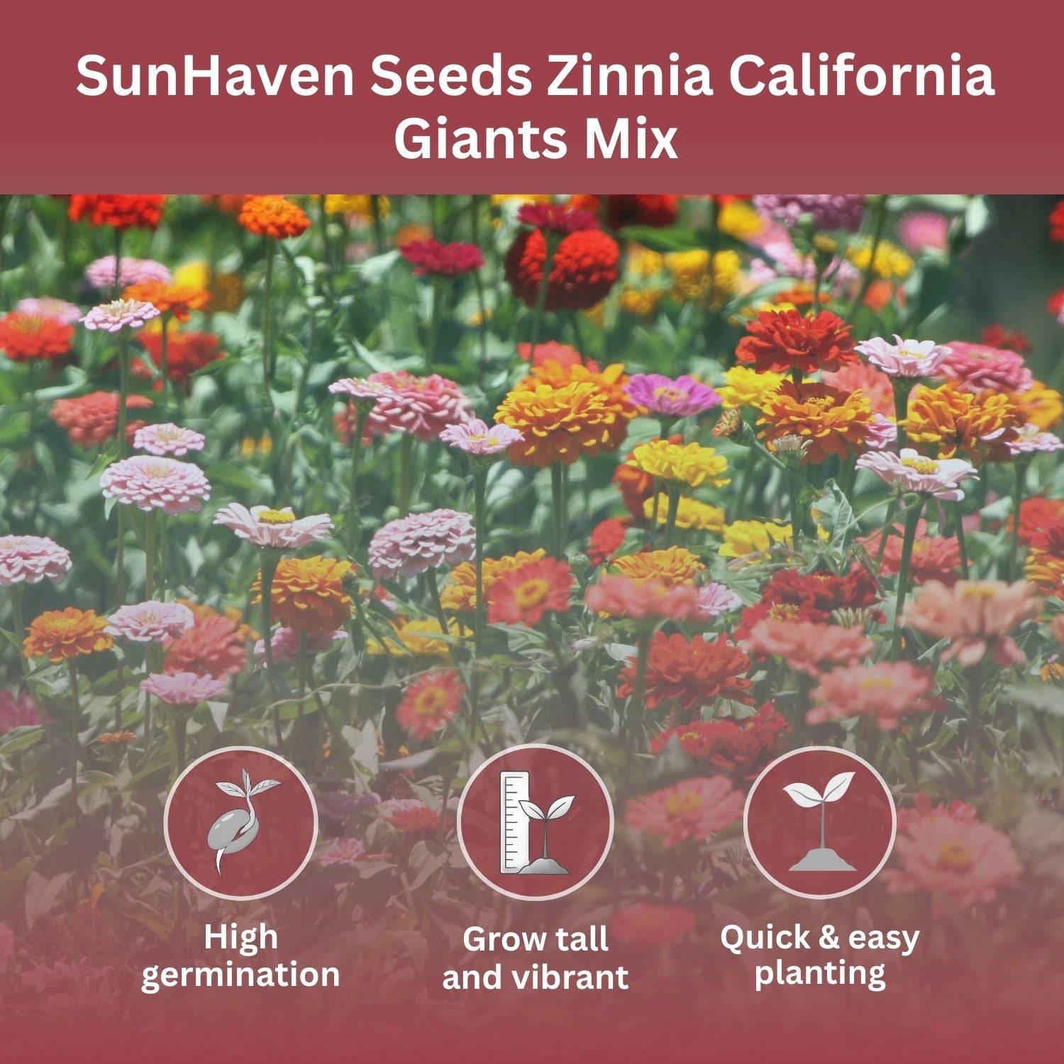 SunHaven Seeds California Giants Zinnia Mix – 4,000+ Seeds – 1 oz Bulk Extra Large Resealable Packet – Premium Heirloom Zinnia elegans Seeds with Giant Blooms in Vibrant Colors