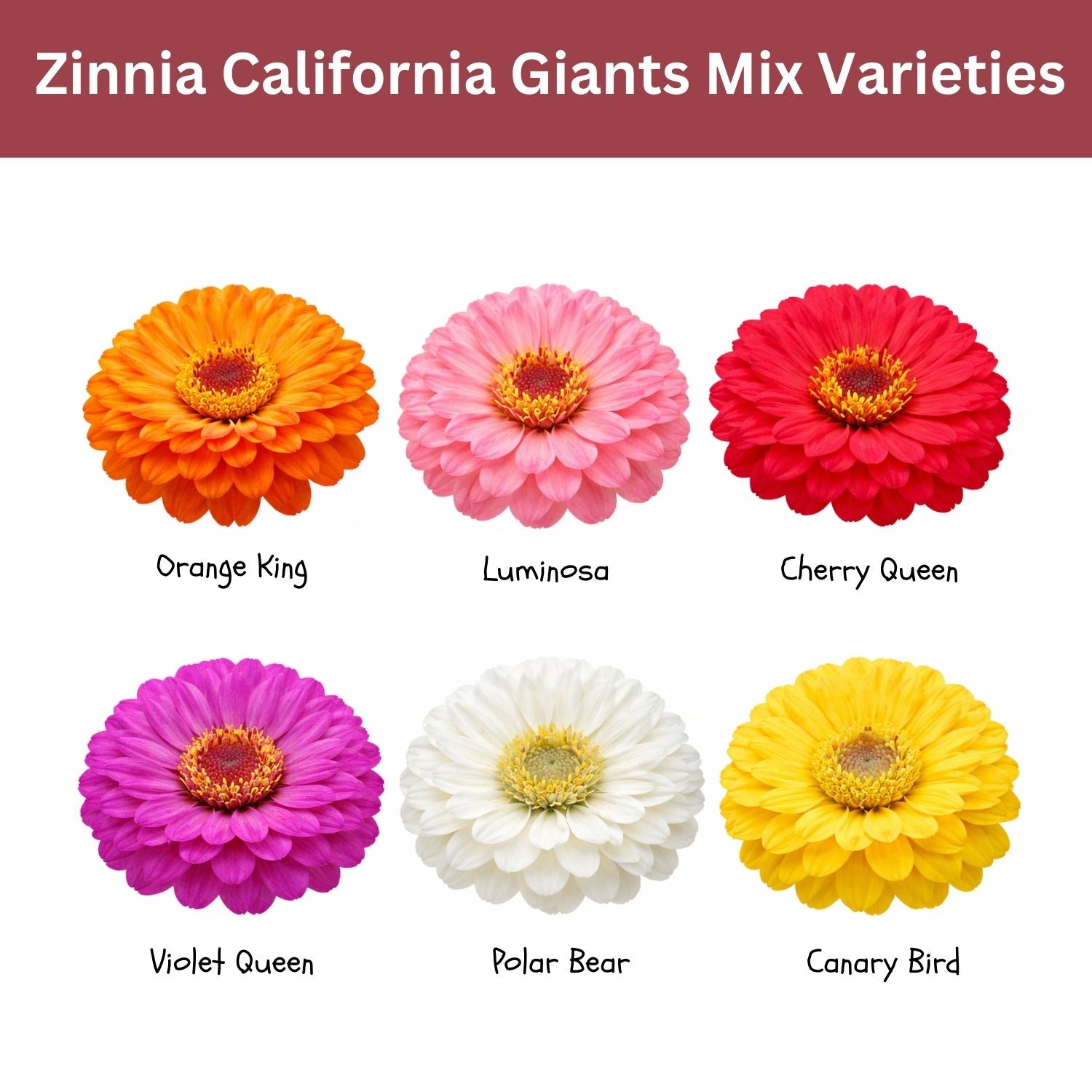 SunHaven Seeds California Giants Zinnia Mix – 4,000+ Seeds – 1 oz Bulk Extra Large Resealable Packet – Premium Heirloom Zinnia elegans Seeds with Giant Blooms in Vibrant Colors