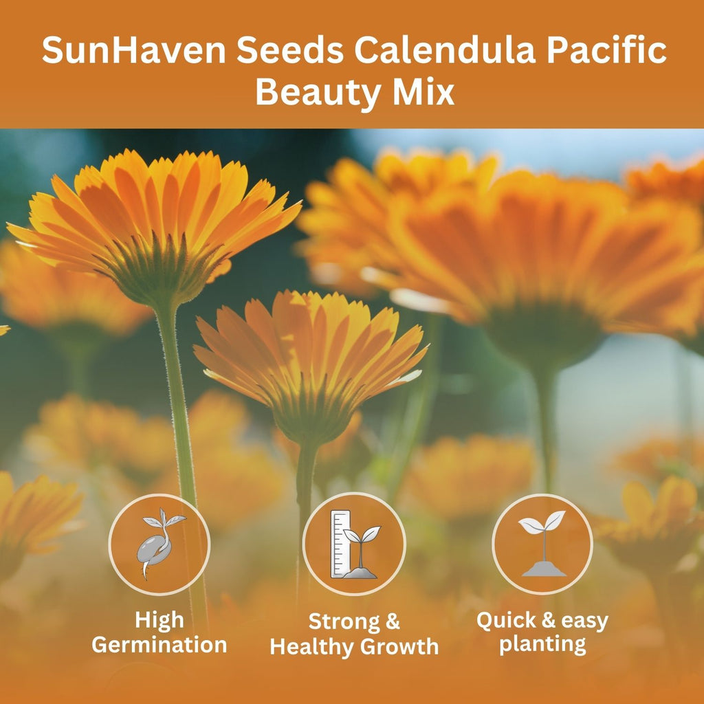 SunHaven Seeds Calendula Seeds Pacific Beauty Mix – 3,000+ Seeds – 1 oz Bulk Extra Large Resealable Packet – Open Pollinated Non-GMO Calendula officinalis Seeds for Vibrant Orange and Yellow Blooms