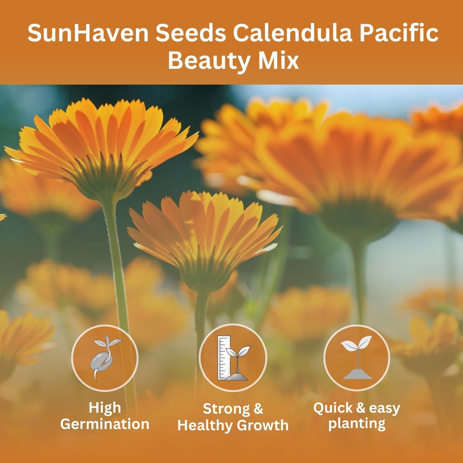 SunHaven Seeds Calendula Seeds Pacific Beauty Mix – 3,000+ Seeds – 1 oz Bulk Extra Large Resealable Packet – Open Pollinated Non-GMO Calendula officinalis Seeds for Vibrant Orange and Yellow Blooms