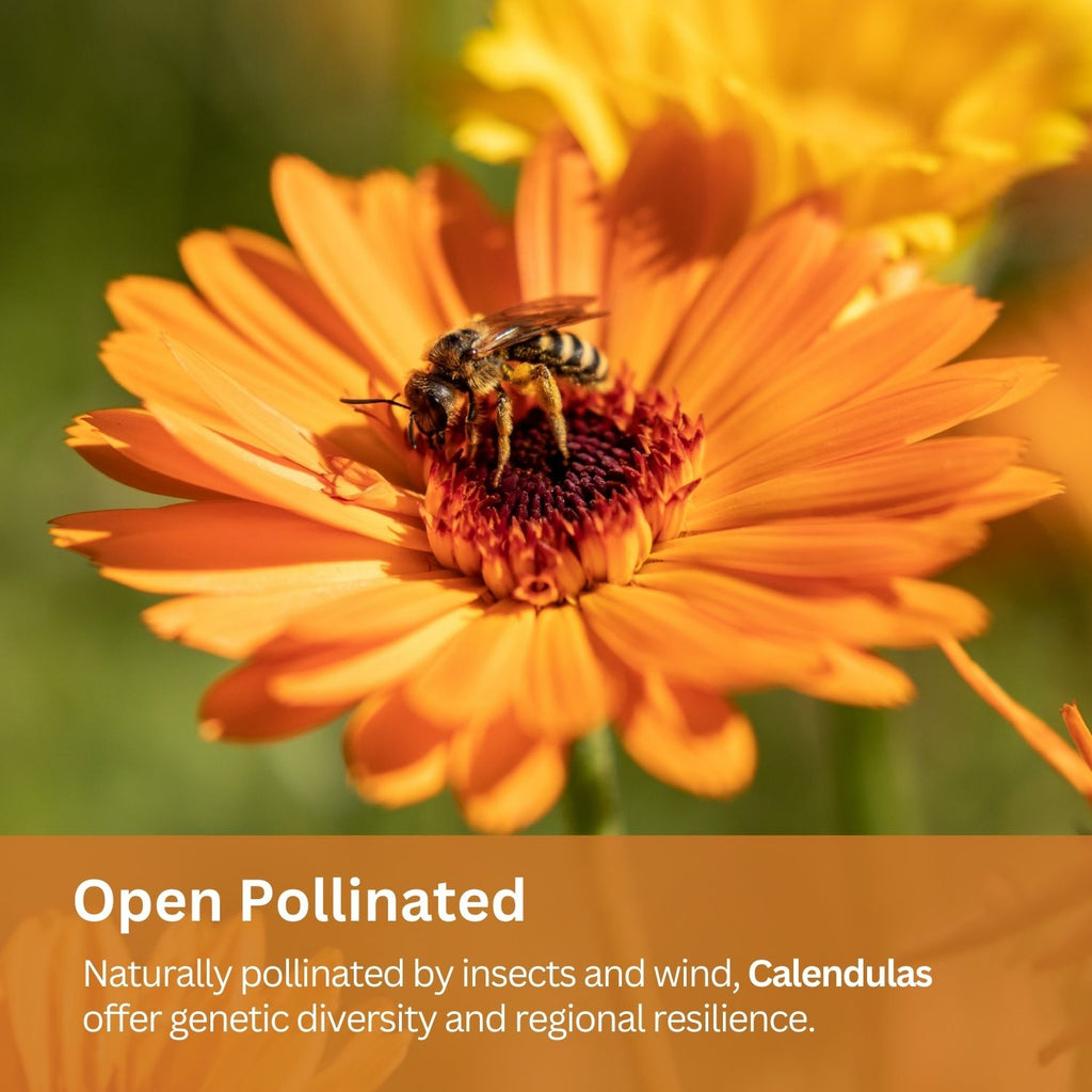 SunHaven Seeds Calendula Seeds Pacific Beauty Mix – 3,000+ Seeds – 1 oz Bulk Extra Large Resealable Packet – Open Pollinated Non-GMO Calendula officinalis Seeds for Vibrant Orange and Yellow Blooms