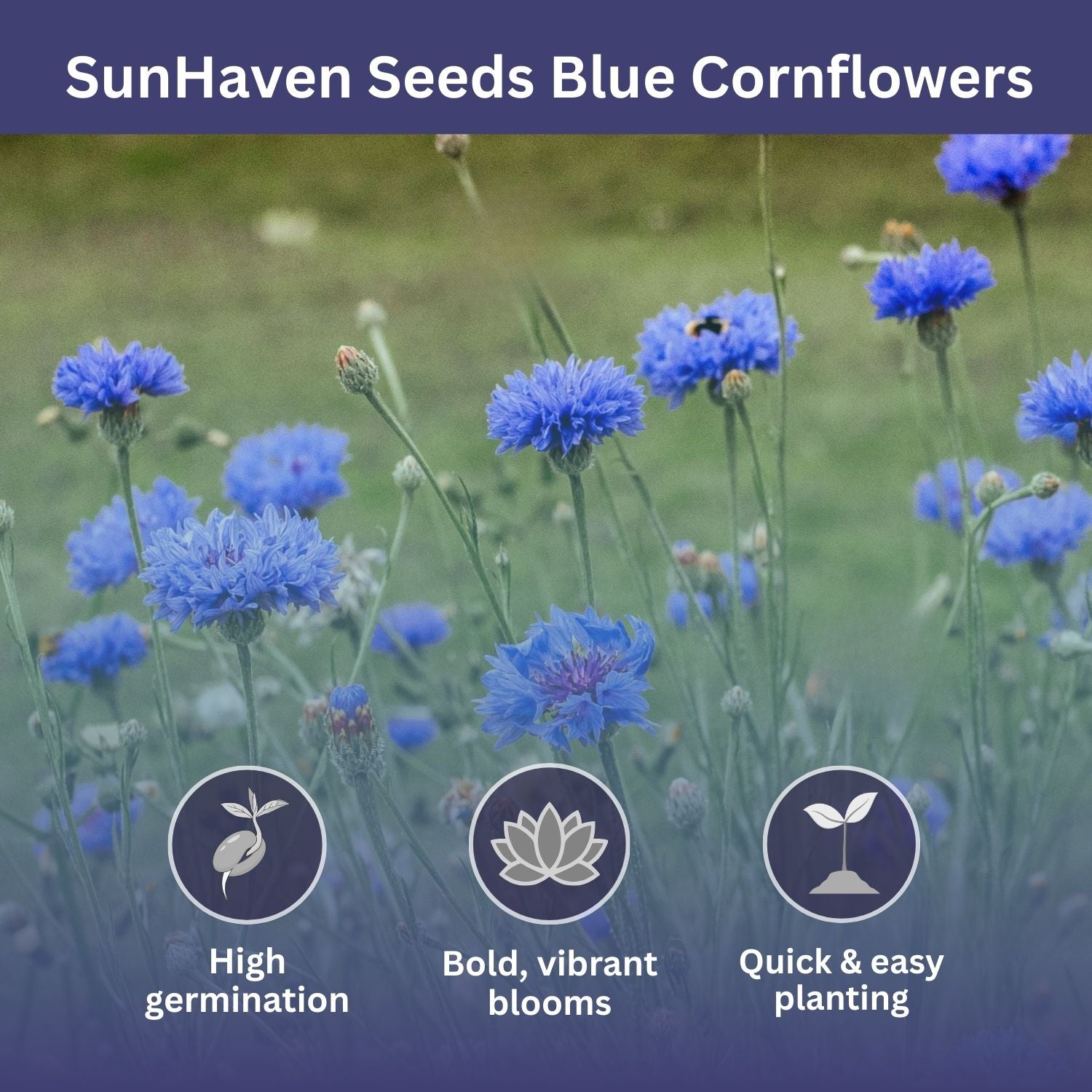 Bachelor Button Seeds – Blue Cornflower – 5,500+ Seeds – 1 oz Bulk Extra Large Resealable Packet – Open-Pollinated Centaurea cyanus Wildflower Seeds