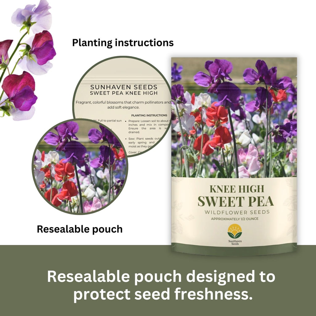 SunHaven Seeds Sweet Pea ‘Knee High’ Flower Seeds – 150+ Seeds – 0.5 oz Large Resealable Packet – Lathyrus odoratus Seeds for Fragrant Pastel Blooms