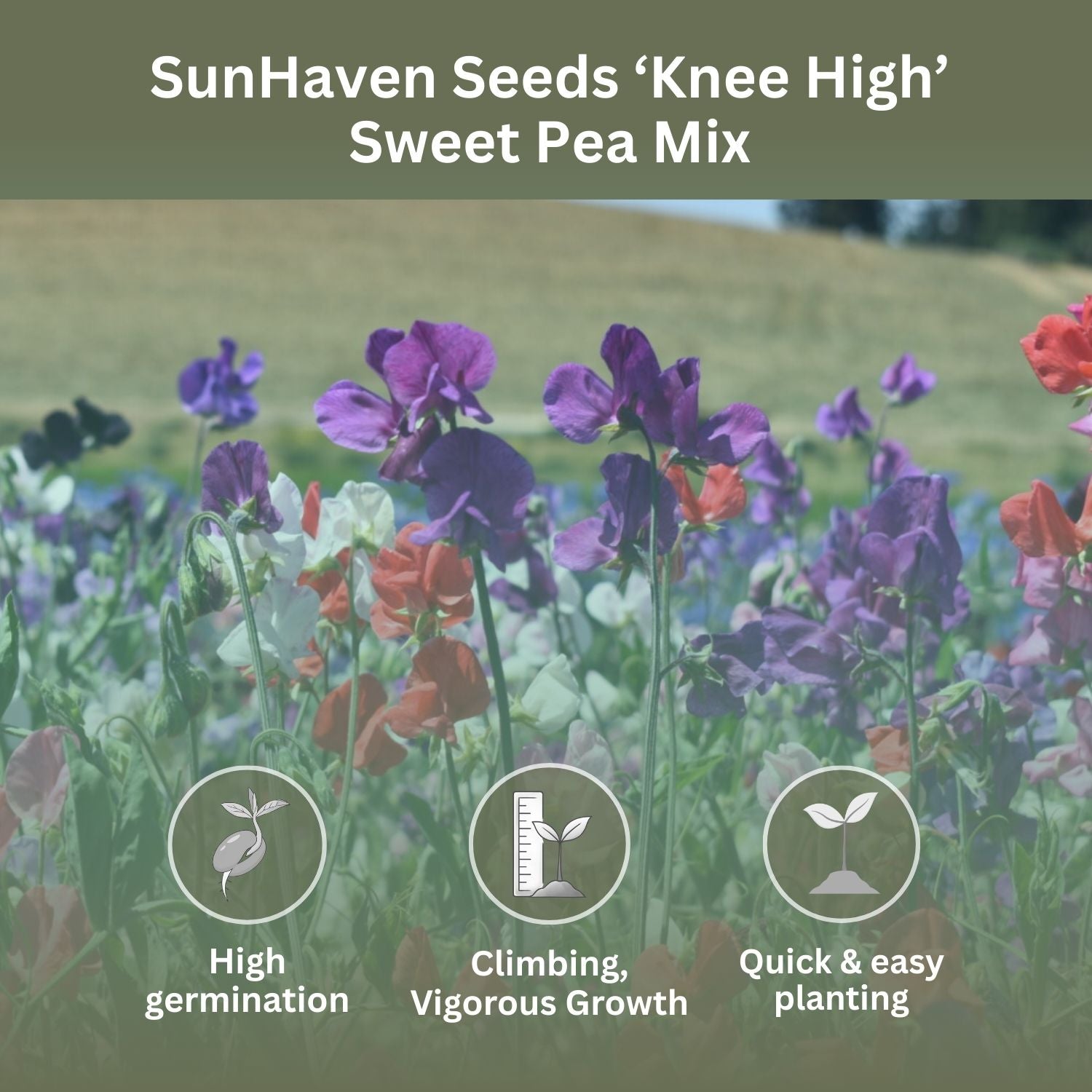 SunHaven Seeds Sweet Pea ‘Knee High’ Flower Seeds – 150+ Seeds – 0.5 oz Large Resealable Packet – Lathyrus odoratus Seeds for Fragrant Pastel Blooms