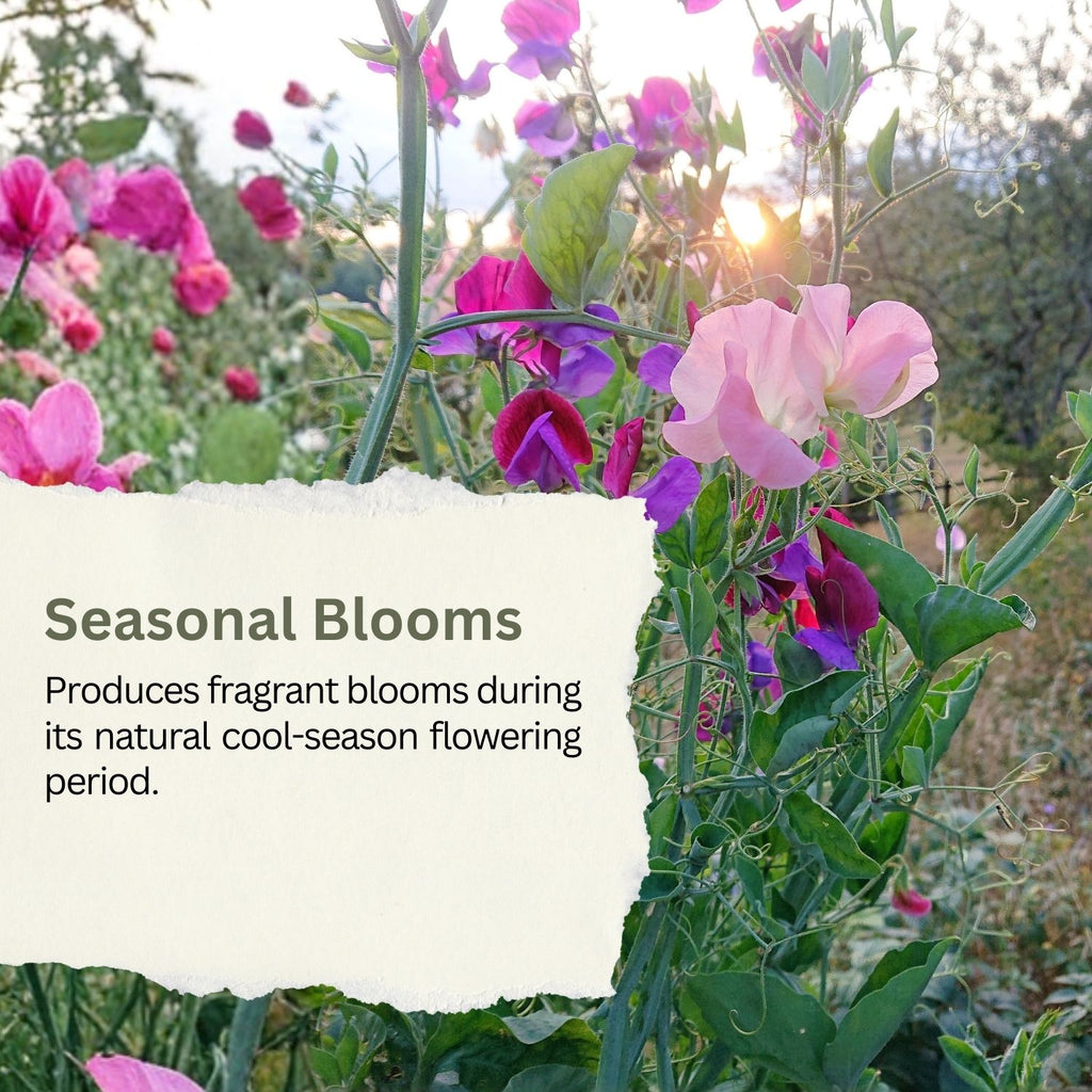 SunHaven Seeds Sweet Pea ‘Knee High’ Flower Seeds – 150+ Seeds – 0.5 oz Large Resealable Packet – Lathyrus odoratus Seeds for Fragrant Pastel Blooms