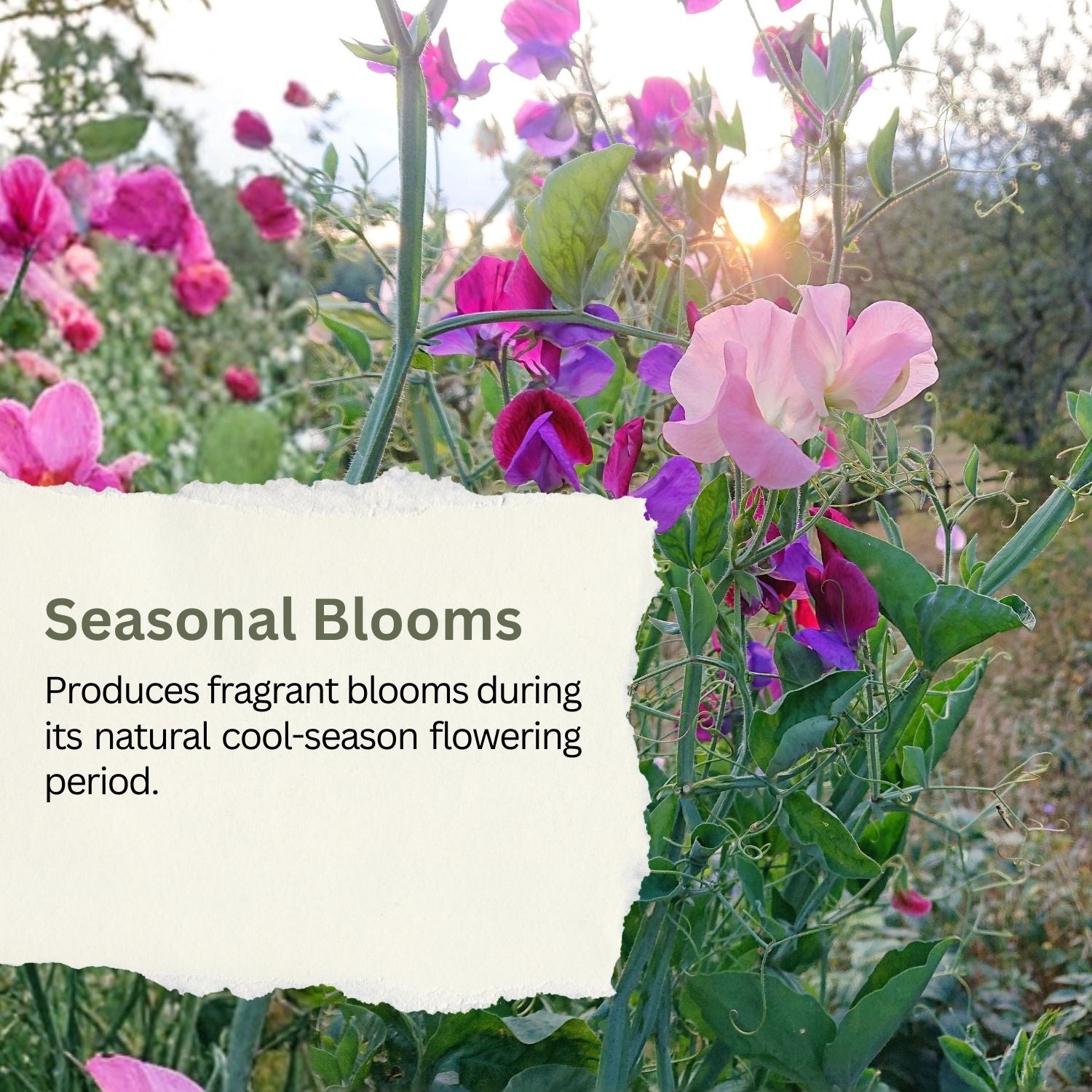 SunHaven Seeds Sweet Pea ‘Knee High’ Flower Seeds – 150+ Seeds – 0.5 oz Large Resealable Packet – Lathyrus odoratus Seeds for Fragrant Pastel Blooms