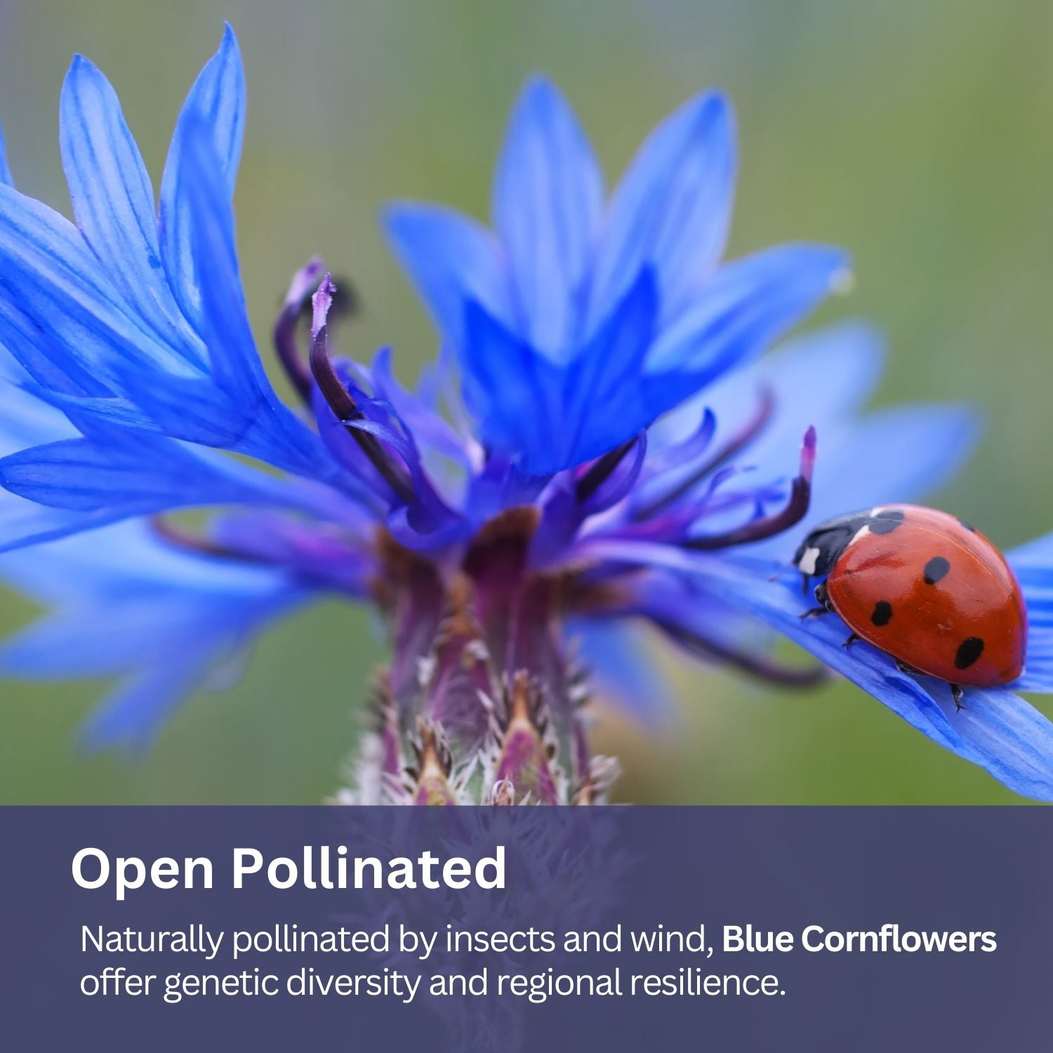 Bachelor Button Seeds – Blue Cornflower – 5,500+ Seeds – 1 oz Bulk Extra Large Resealable Packet – Open-Pollinated Centaurea cyanus Wildflower Seeds