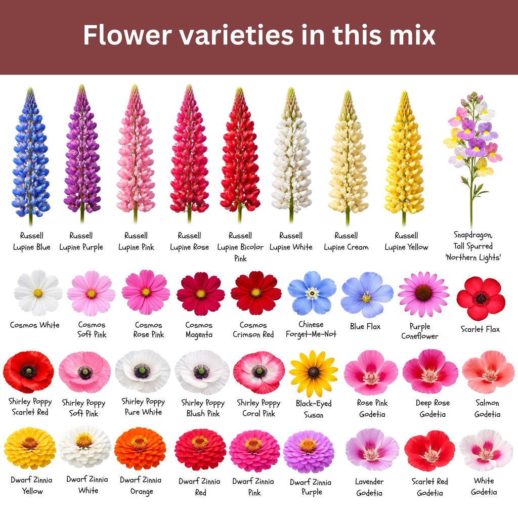 SunHaven Seeds Butterfly and Hummingbird Wildflower Mix – 30,000+ Seeds – 1 oz Bulk Extra Large Resealable Packet – Non-GMO Open Pollinated Wildflower Seeds