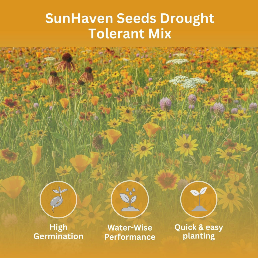 SunHaven Seeds Drought Tolerant Wildflower Mix – 20,000+ Seeds – 1 oz Bulk Extra Large Resealable Packet – Non-GMO Flower Seeds for Dry Climates – Black-Eyed Susan, Coreopsis, California Poppy & More