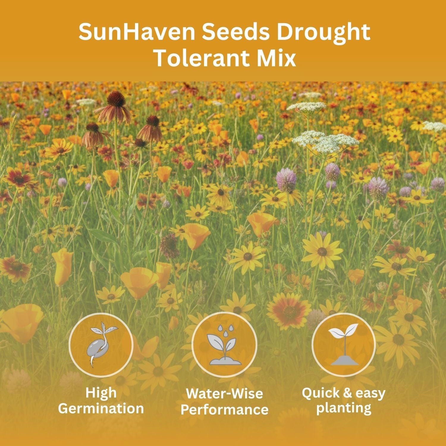 SunHaven Seeds Drought Tolerant Wildflower Mix – 20,000+ Seeds – 1 oz Bulk Extra Large Resealable Packet – Non-GMO Flower Seeds for Dry Climates – Black-Eyed Susan, Coreopsis, California Poppy & More