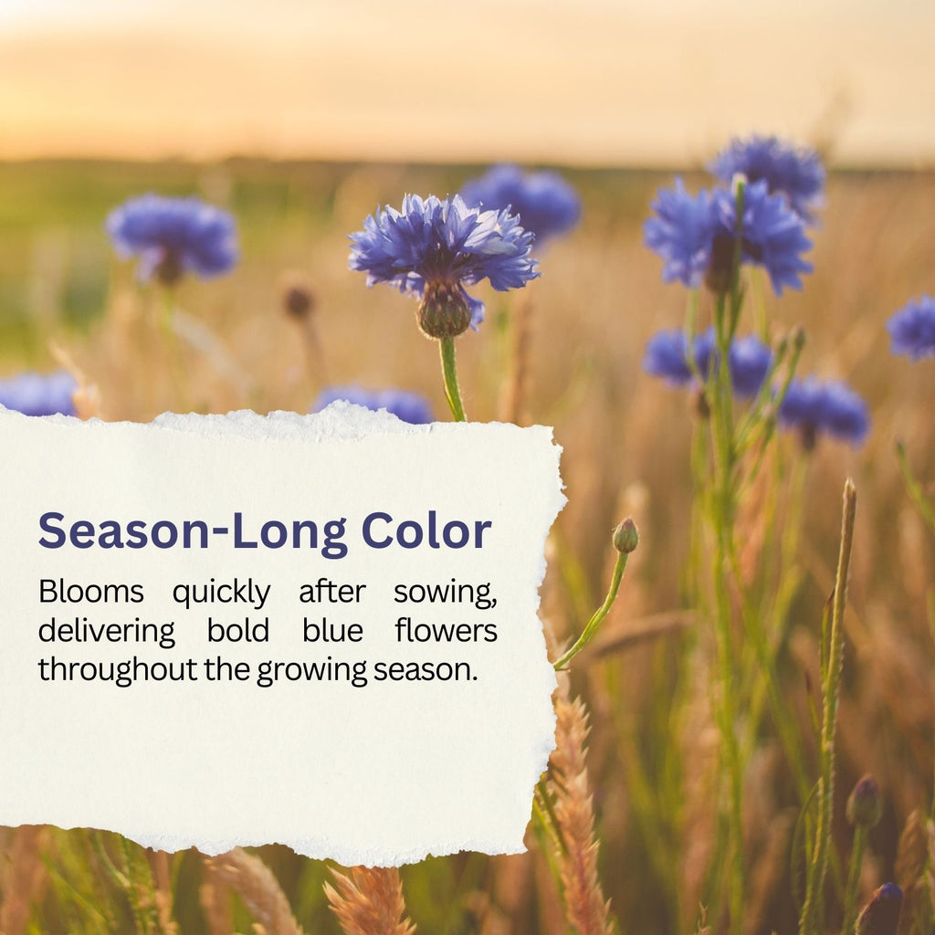 Bachelor Button Seeds – Blue Cornflower – 5,500+ Seeds – 1 oz Bulk Extra Large Resealable Packet – Open-Pollinated Centaurea cyanus Wildflower Seeds