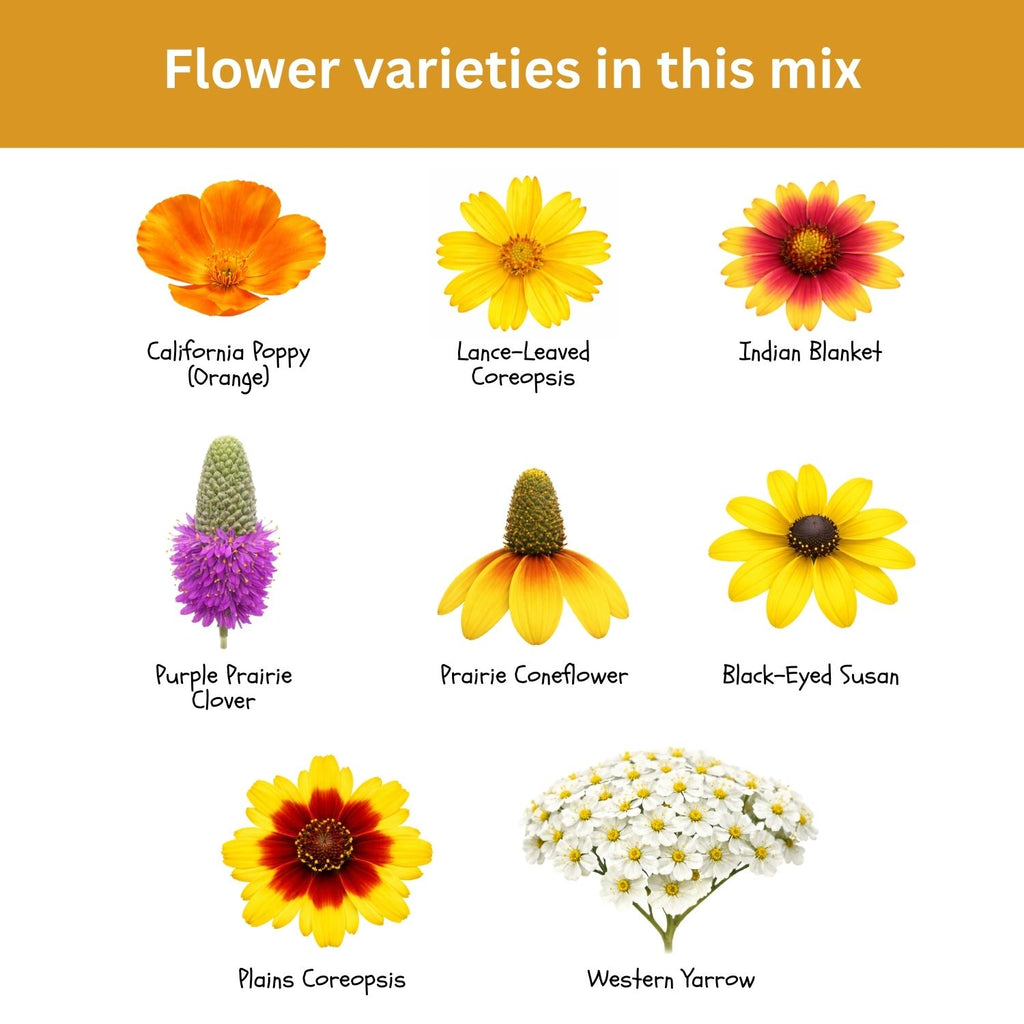 SunHaven Seeds Drought Tolerant Wildflower Mix – 20,000+ Seeds – 1 oz Bulk Extra Large Resealable Packet – Non-GMO Flower Seeds for Dry Climates – Black-Eyed Susan, Coreopsis, California Poppy & More