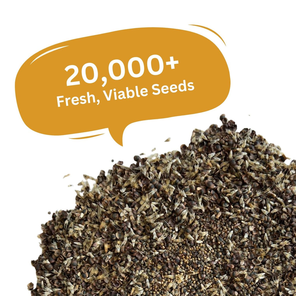SunHaven Seeds Drought Tolerant Wildflower Mix – 20,000+ Seeds – 1 oz Bulk Extra Large Resealable Packet – Non-GMO Flower Seeds for Dry Climates – Black-Eyed Susan, Coreopsis, California Poppy & More