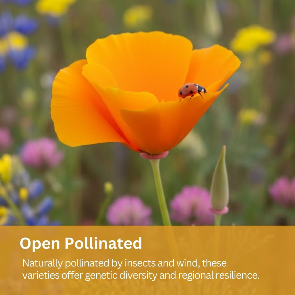 SunHaven Seeds Drought Tolerant Wildflower Mix – 20,000+ Seeds – 1 oz Bulk Extra Large Resealable Packet – Non-GMO Flower Seeds for Dry Climates – Black-Eyed Susan, Coreopsis, California Poppy & More