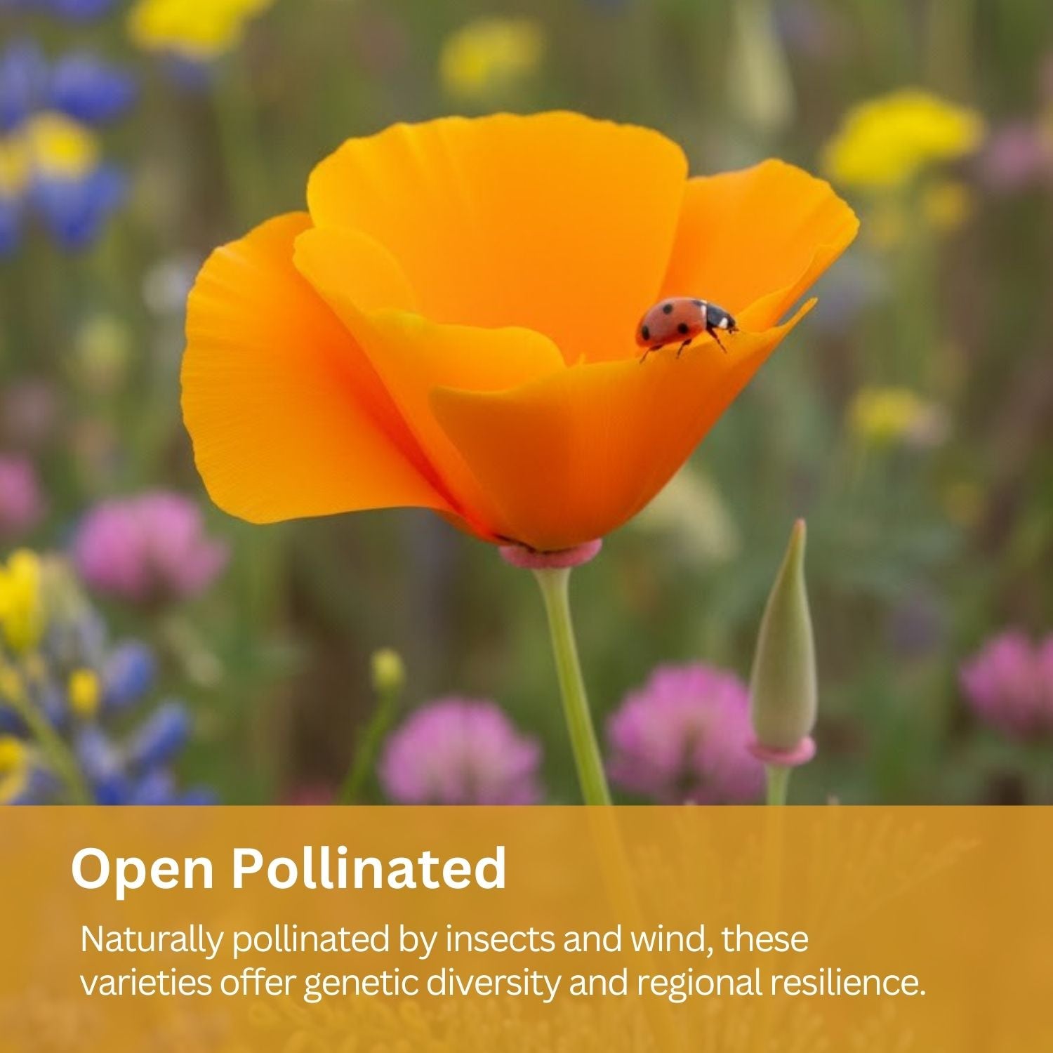 SunHaven Seeds Drought Tolerant Wildflower Mix – 20,000+ Seeds – 1 oz Bulk Extra Large Resealable Packet – Non-GMO Flower Seeds for Dry Climates – Black-Eyed Susan, Coreopsis, California Poppy & More
