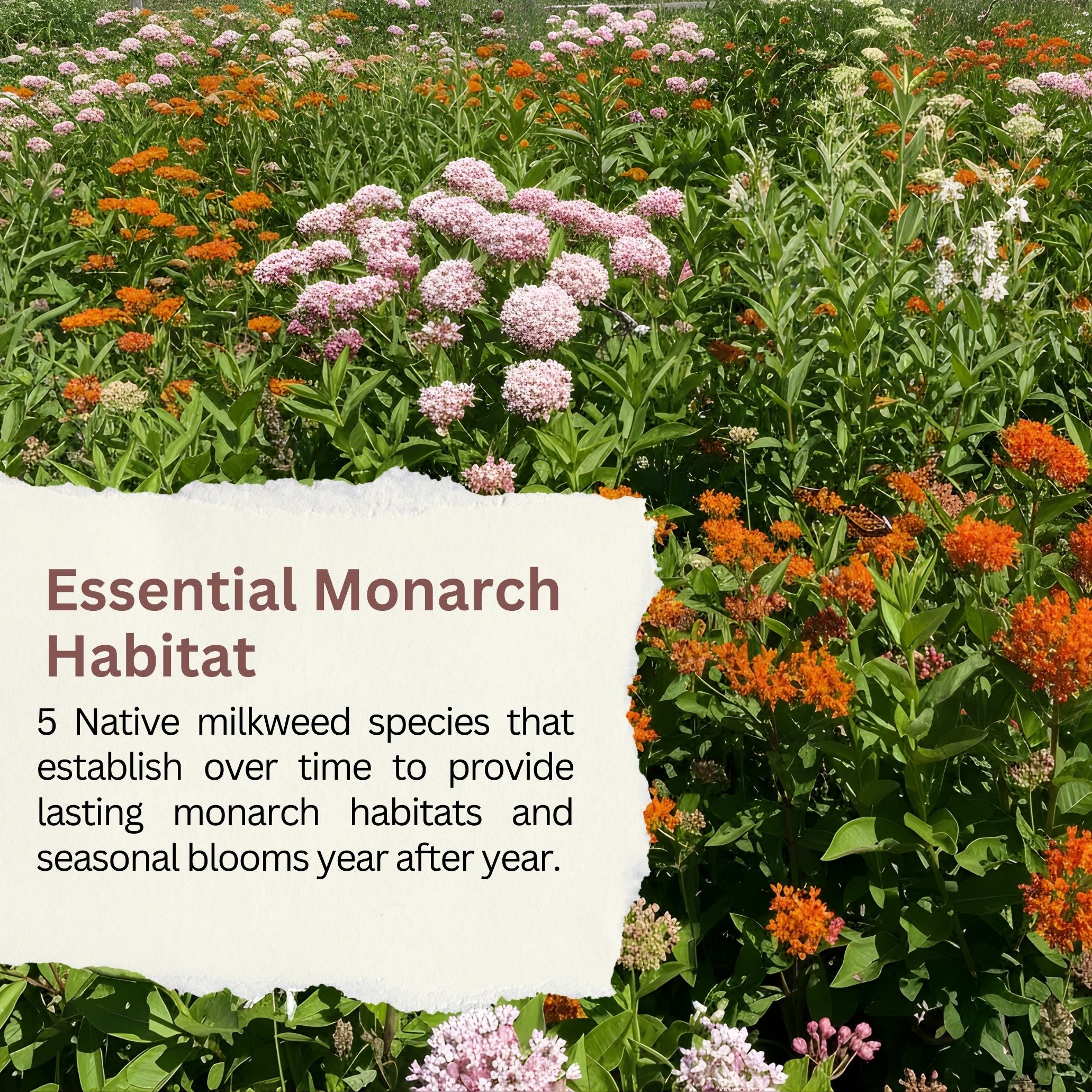 Native Milkweed Seed Variety Pack – 5 Varieties – Monarch Butterfly Garden – Common, Pink Swamp, Orange Butterfly Weed, Showy, & Narrowleaf Asclepias – Non-GMO Pollinator Habitat
