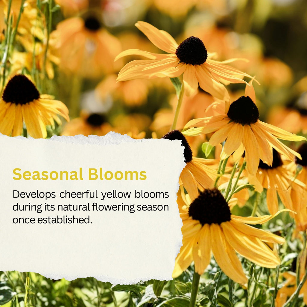 Black Eyed Susan Seeds – 100,000+ Seeds – 1 oz Bulk Extra Large Resealable Packet – Premium Non-GMO Rudbeckia hirta Wildflower Seeds with Bright Yellow Blooms