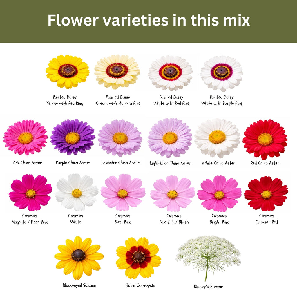 Cut Flower Garden Seed Mix – 15,000+ Seeds – 1 oz Extra Large Packet – Non-GMO Flower Seeds – Zinnia, Cosmos, Larkspur, Calendula, Bishop’s Flower & More for Bouquets & Cutting Gardens