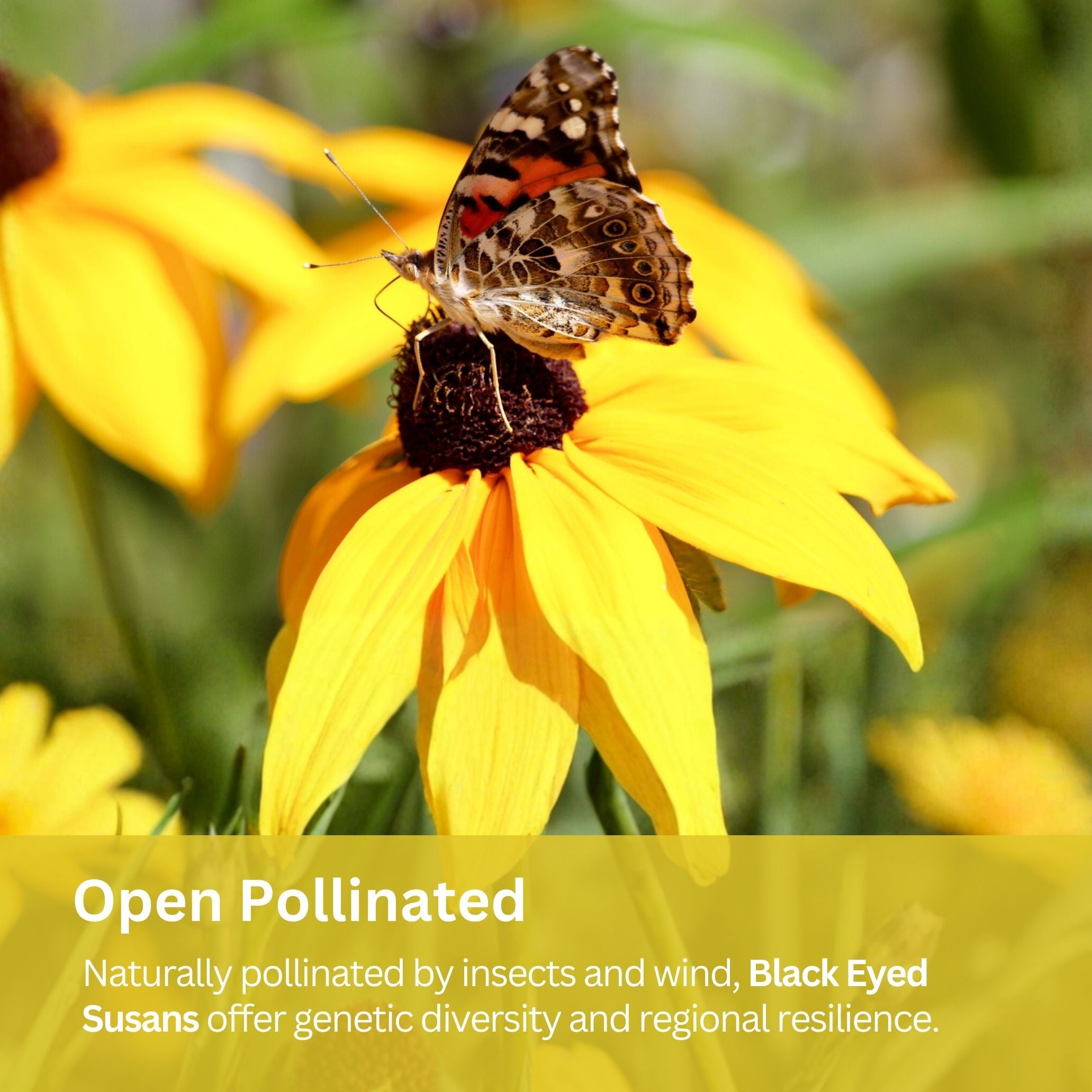 Black Eyed Susan Seeds – 100,000+ Seeds – 1 oz Bulk Extra Large Resealable Packet – Premium Non-GMO Rudbeckia hirta Wildflower Seeds with Bright Yellow Blooms
