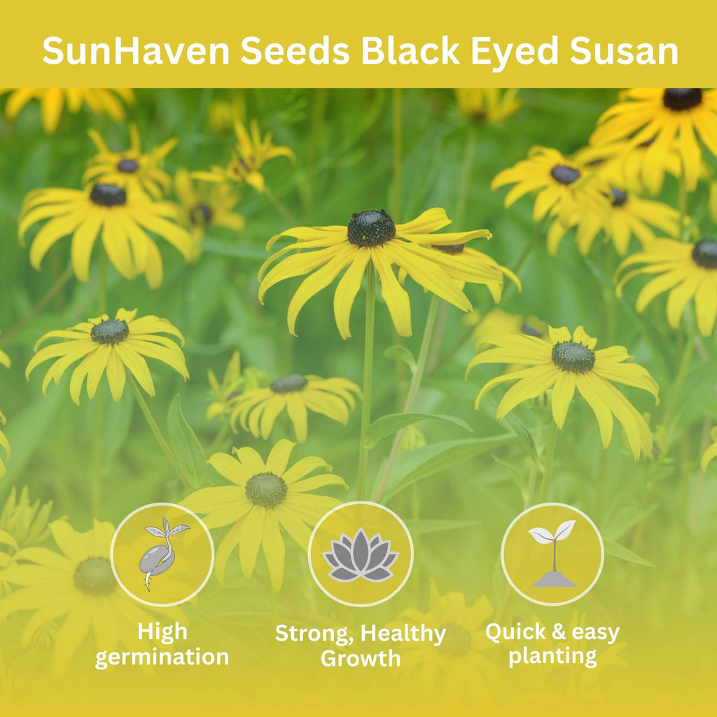 Black Eyed Susan Seeds – 100,000+ Seeds – 1 oz Bulk Extra Large Resealable Packet – Premium Non-GMO Rudbeckia hirta Wildflower Seeds with Bright Yellow Blooms