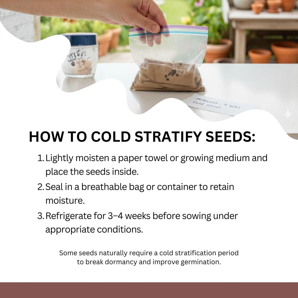 Native Milkweed Seed Variety Pack – 5 Varieties – Monarch Butterfly Garden – Common, Pink Swamp, Orange Butterfly Weed, Showy, & Narrowleaf Asclepias – Non-GMO Pollinator Habitat