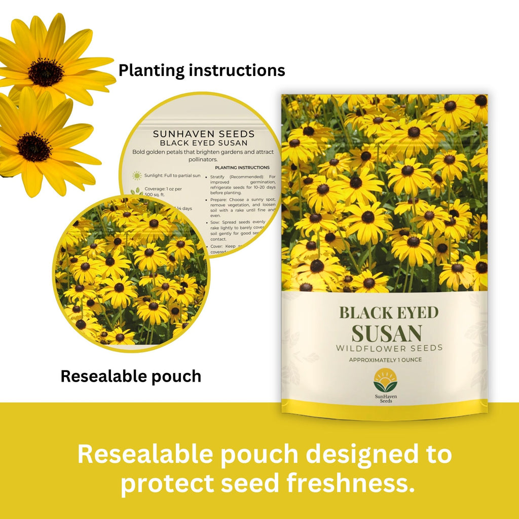 Black Eyed Susan Seeds – 100,000+ Seeds – 1 oz Bulk Extra Large Resealable Packet – Premium Non-GMO Rudbeckia hirta Wildflower Seeds with Bright Yellow Blooms
