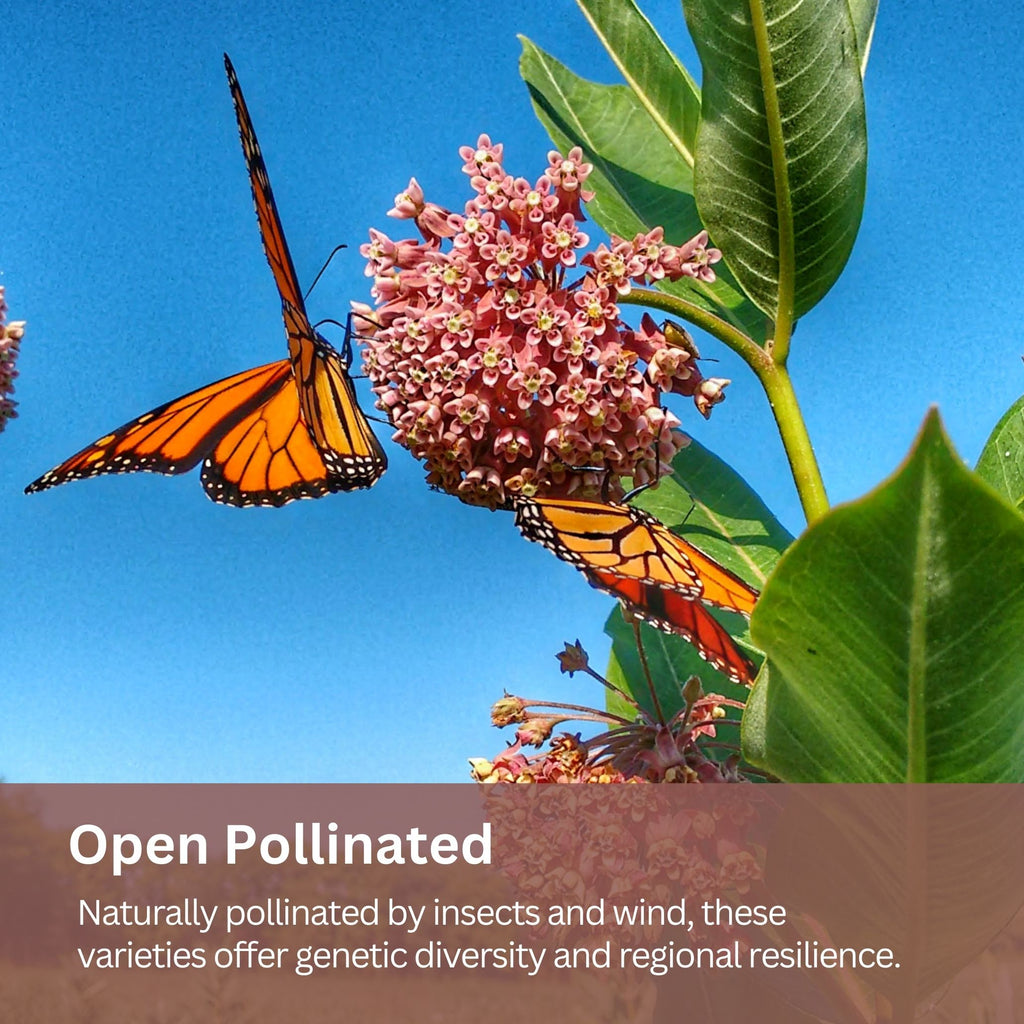 Native Milkweed Seed Variety Pack – 5 Varieties – Monarch Butterfly Garden – Common, Pink Swamp, Orange Butterfly Weed, Showy, & Narrowleaf Asclepias – Non-GMO Pollinator Habitat