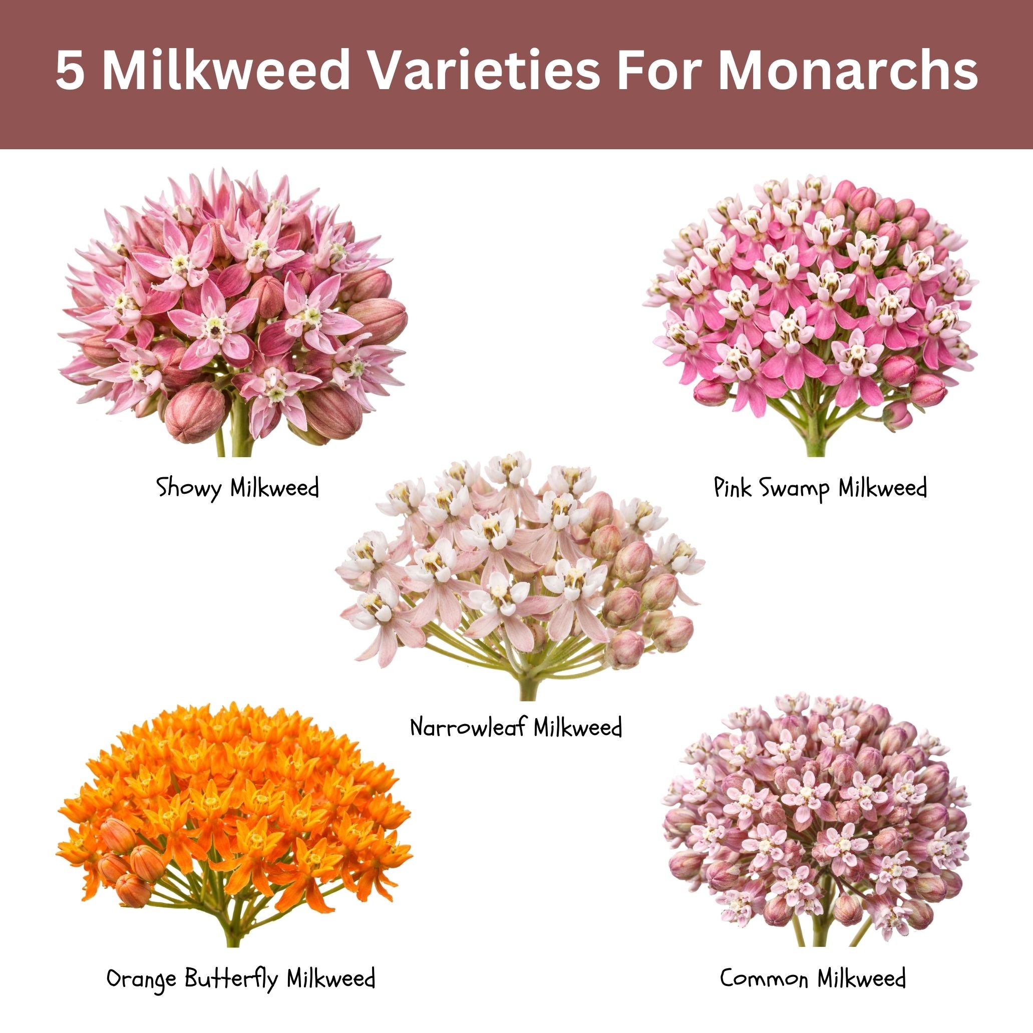 Native Milkweed Seed Variety Pack – 5 Varieties – Monarch Butterfly Garden – Common, Pink Swamp, Orange Butterfly Weed, Showy, & Narrowleaf Asclepias – Non-GMO Pollinator Habitat