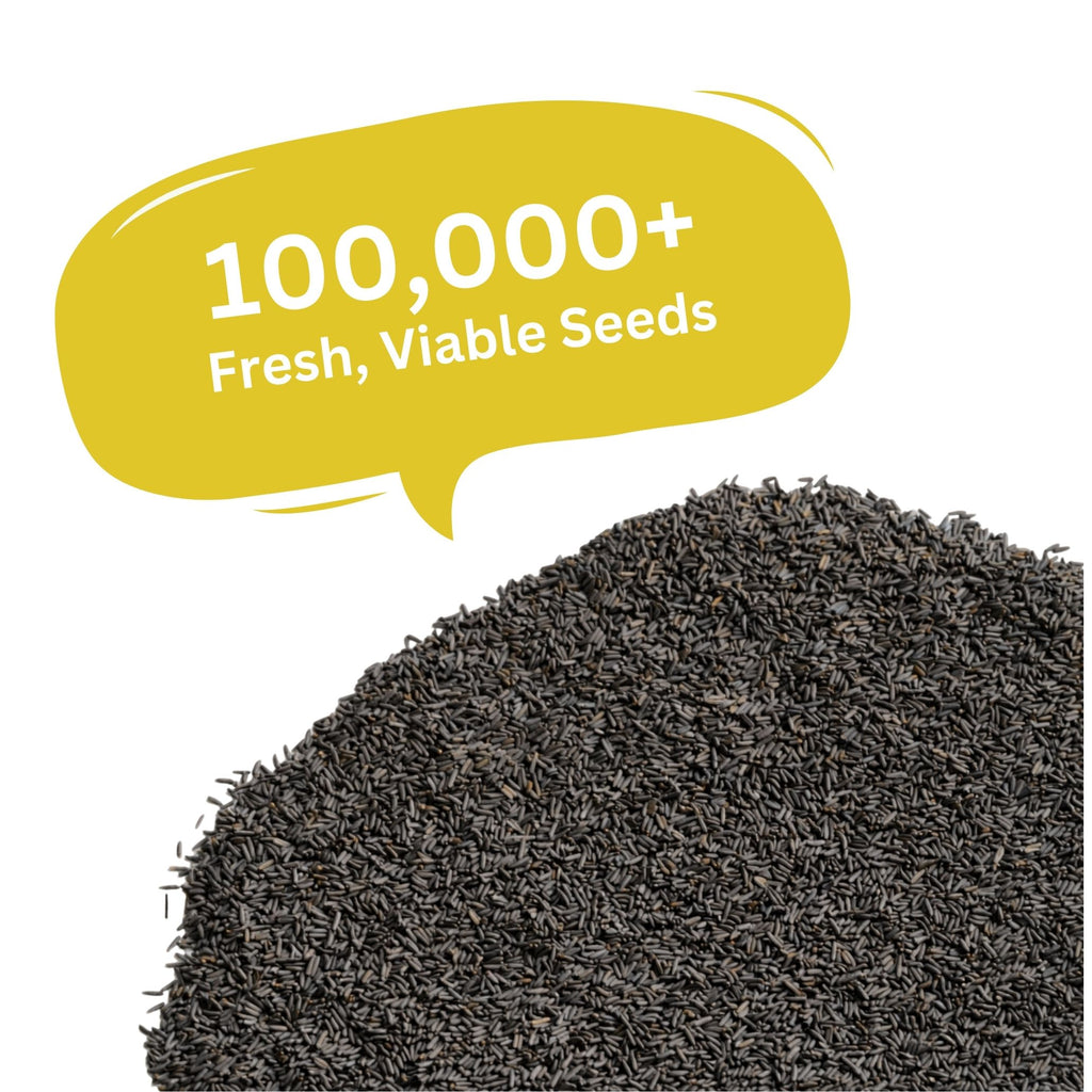 Black Eyed Susan Seeds – 100,000+ Seeds – 1 oz Bulk Extra Large Resealable Packet – Premium Non-GMO Rudbeckia hirta Wildflower Seeds with Bright Yellow Blooms